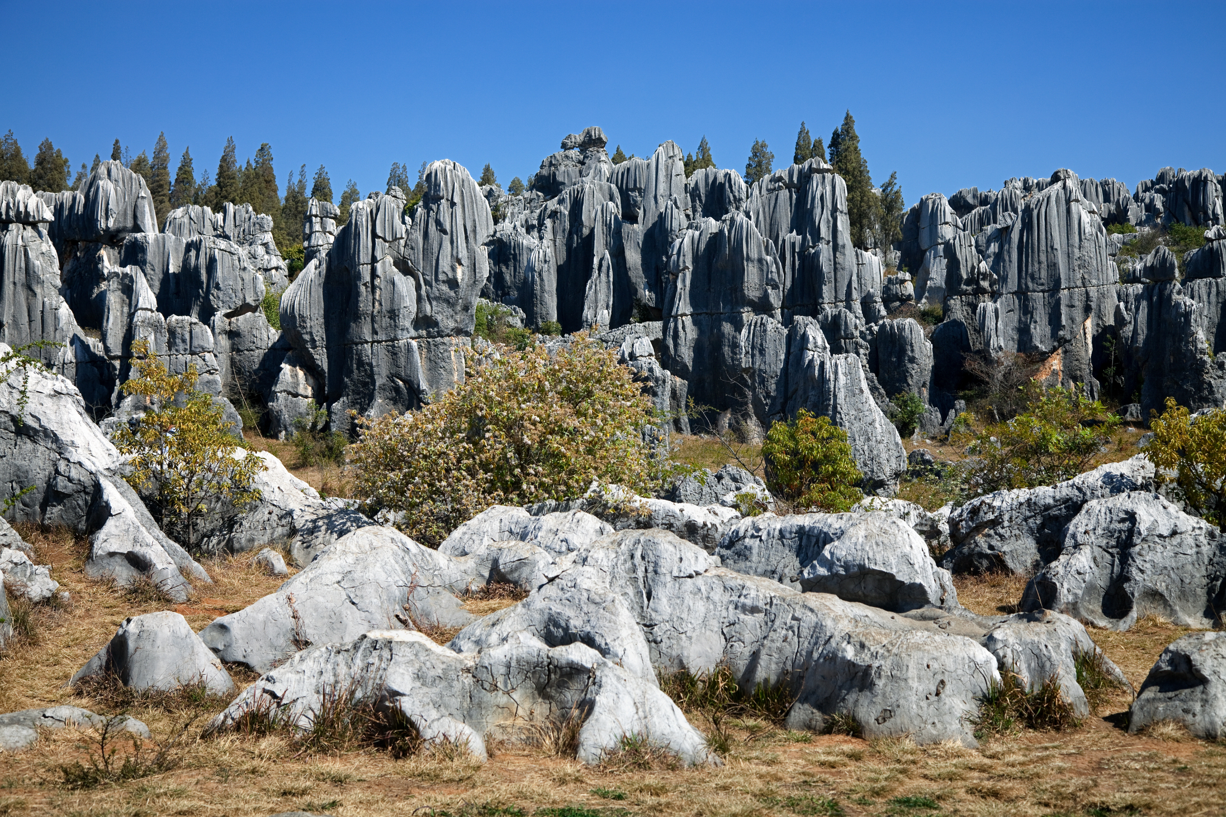 stone forest (2).webp